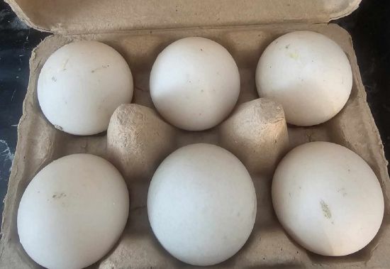 Picture of Fresh Duck Eggs (6 ct)